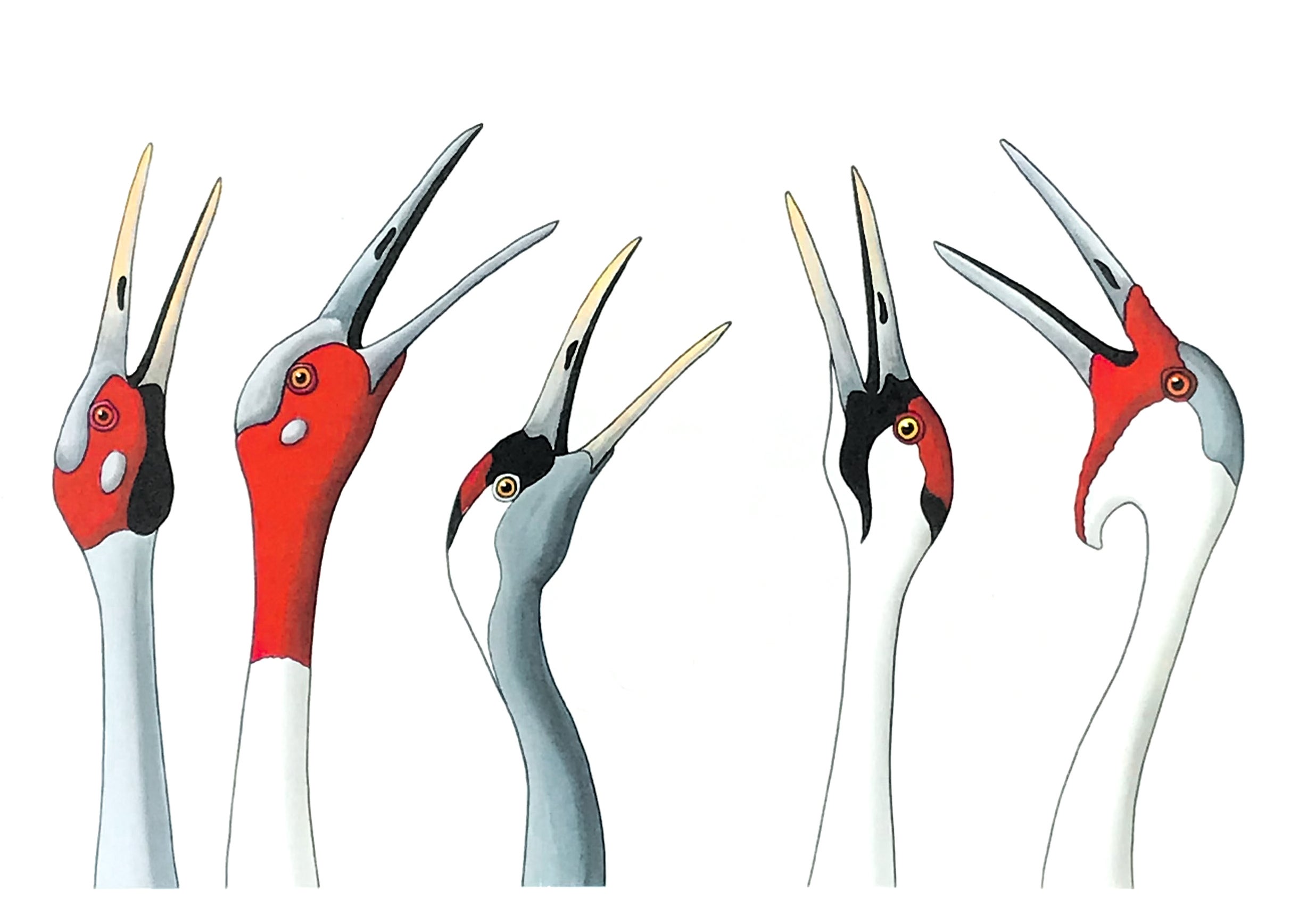 Ambassadors For Peace Card