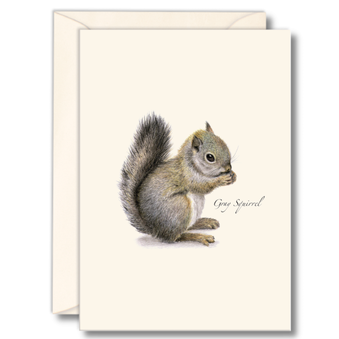 Gray Squirrel Boxed Notes